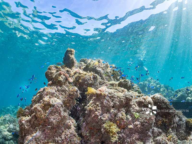 鸡 grunt,三条纹鲷,金色鲤,海鲂,天使小丑鱼等。鱼群。平藏海滩,中木港,南伊豆,伊豆半岛,静冈县,日本。- 2025年7月20日。图片素材