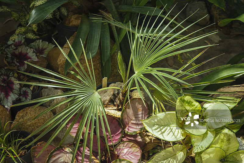 室内景观设计理念：花园里种植的棕榈树图片素材