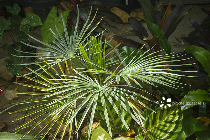 室内园艺创意：花园里生长的棕榈树图片素材