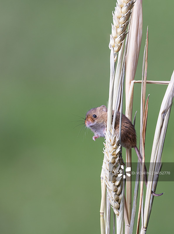 丰收鼠图片素材