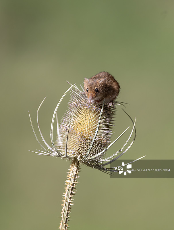 丰收鼠图片素材