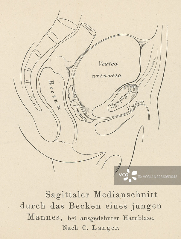 年轻男性的骨盆老式雕刻插图，膀胱肿大图片素材