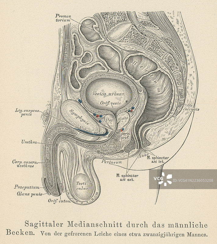 人类男性骨盆的古老雕刻插图图片素材