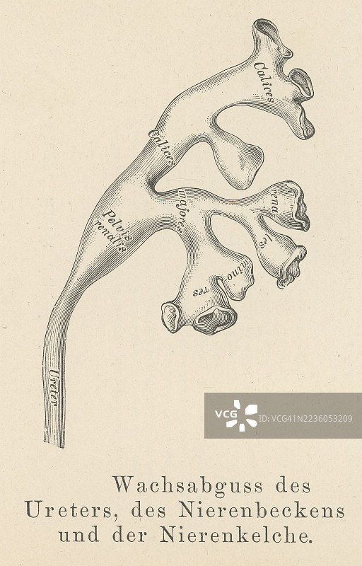 肾盂（肾盏）中尿液通过的导管的古老雕刻插图图片素材