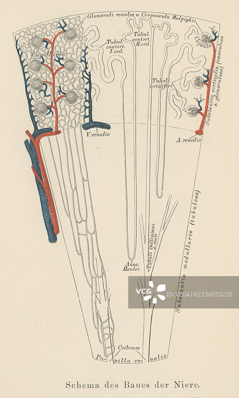旧版雕刻插图，肾脏结构图解图片素材