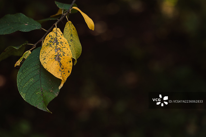 秋天细节：在深色背景下，绿色叶子中一片黄色叶子图片素材