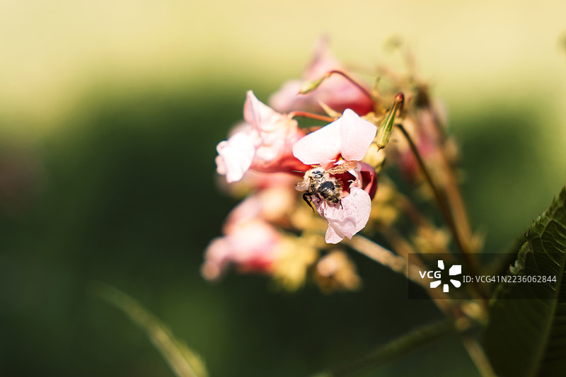 蜜蜂在粉色的凤仙花上，夏季授粉，微距散景图片素材