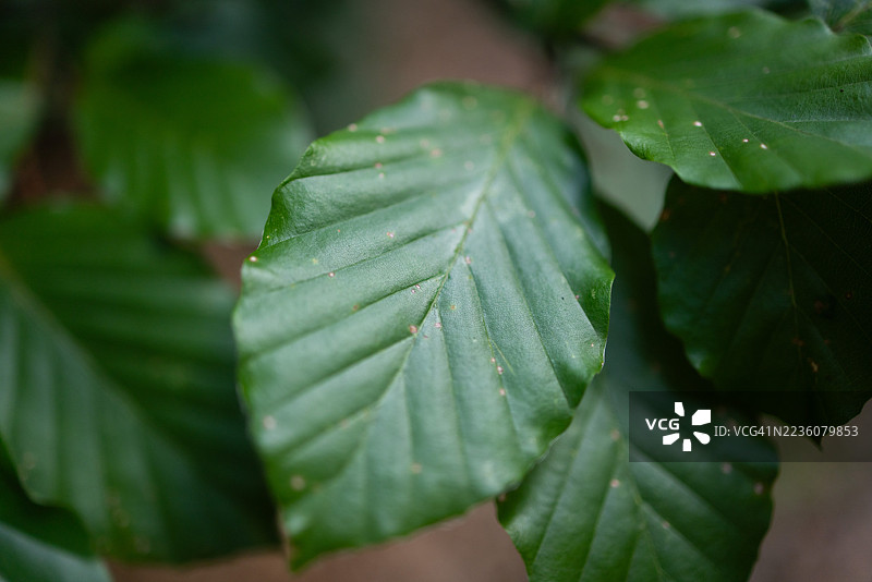 绿色山毛榉叶特写图片素材