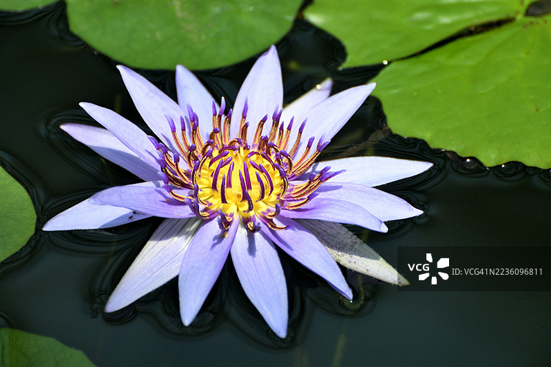 水莲：淡水开花植物图片素材