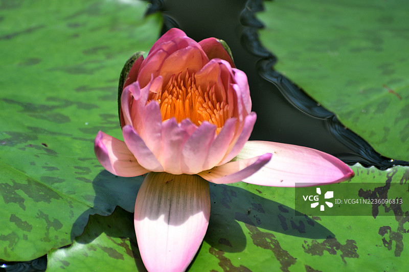 水莲：淡水开花植物图片素材