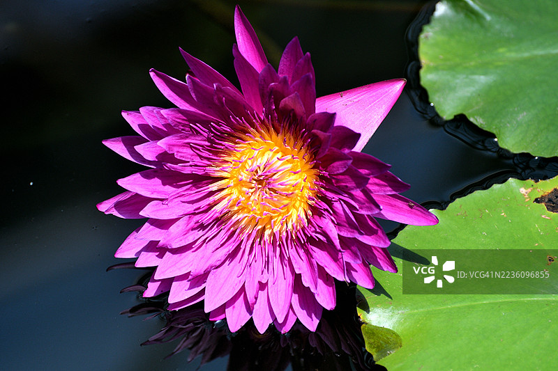 水莲：淡水开花植物图片素材