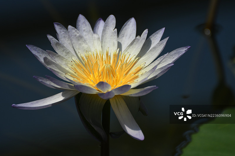 水莲：淡水开花植物图片素材