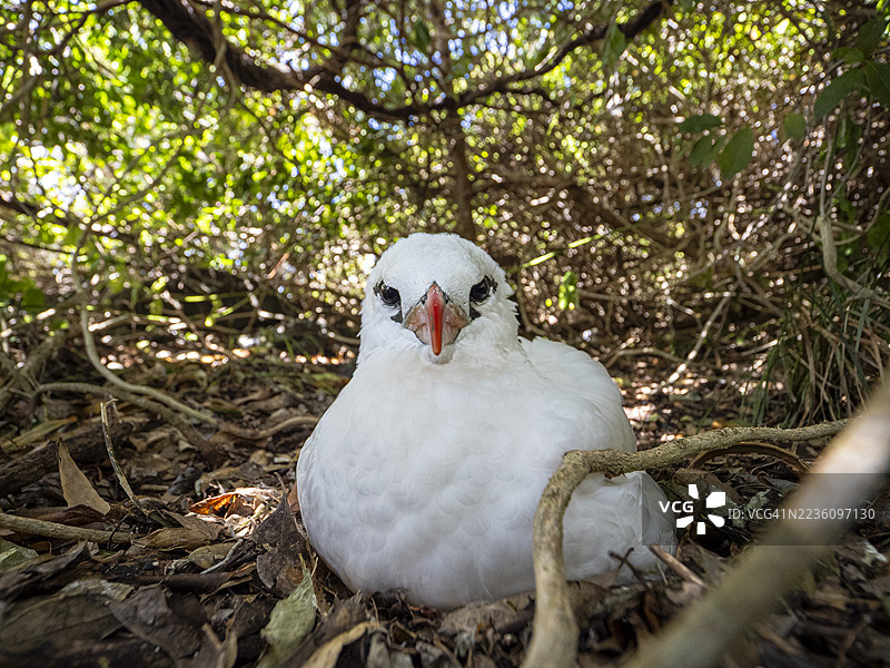 红尾热带鸟在霍威岛上图片素材