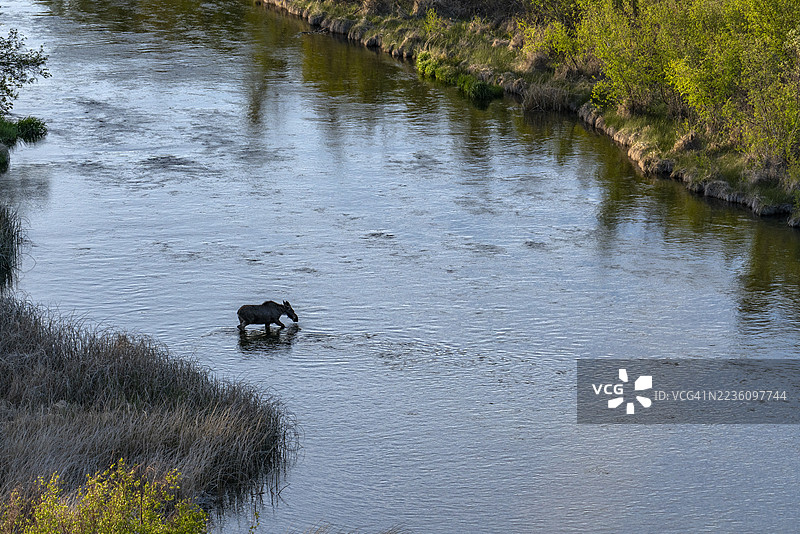 雌性驼鹿在银溪中涉水图片素材