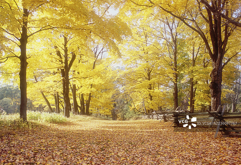 秋天森林中的黄色树木图片素材