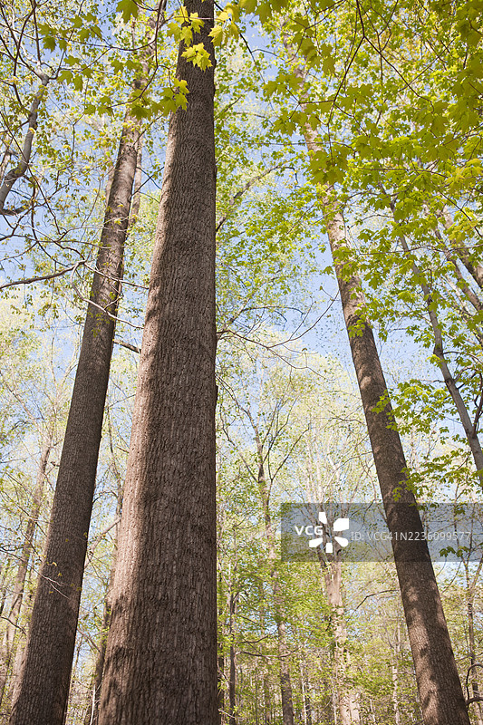 春天森林中高大树木的低角度视图图片素材