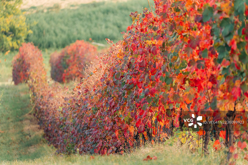 卡斯特尔维特罗·迪·摩德纳的秋季葡萄园在收获前展现出鲜艳的色彩。拉姆布鲁斯科·格拉斯帕罗萨图片素材