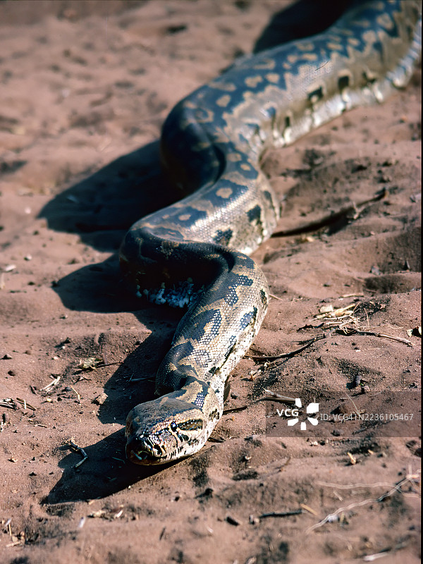 非洲蟒蛇图片素材
