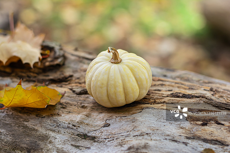 秋天的黄色树叶和南瓜背景。秋季氛围，季节性概念。森林壁纸图片素材