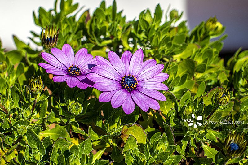 紫红色花朵与自然。阿根廷布宜诺斯艾利斯的虎口三角洲。图片素材