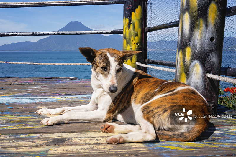 在阿蒂特兰湖的彩绘码头上休息的流浪狗图片素材