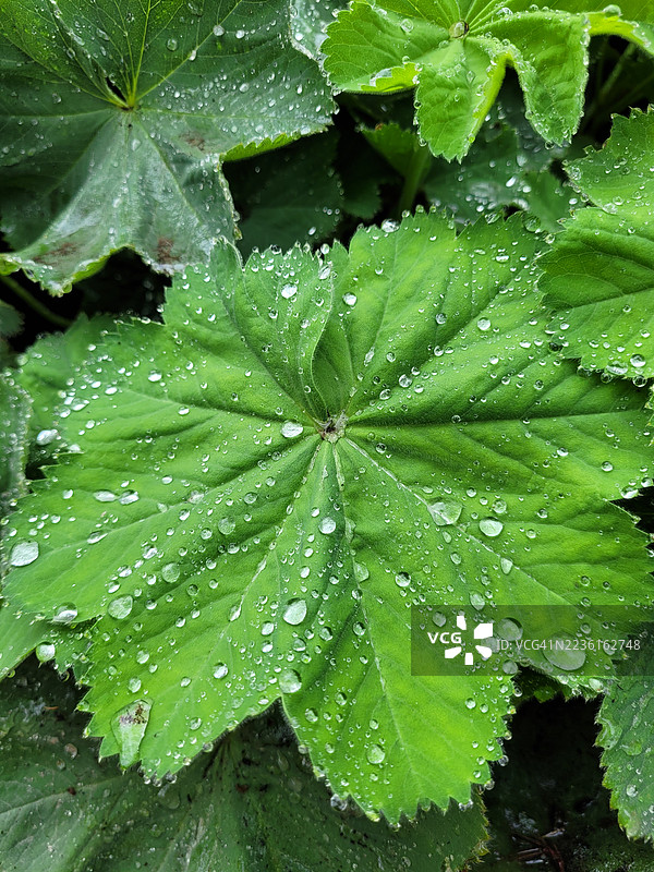 雨季中，鲜艳绿色的植物叶子上覆盖着新鲜的雨滴，展现了大自然的美丽与清新。图片素材