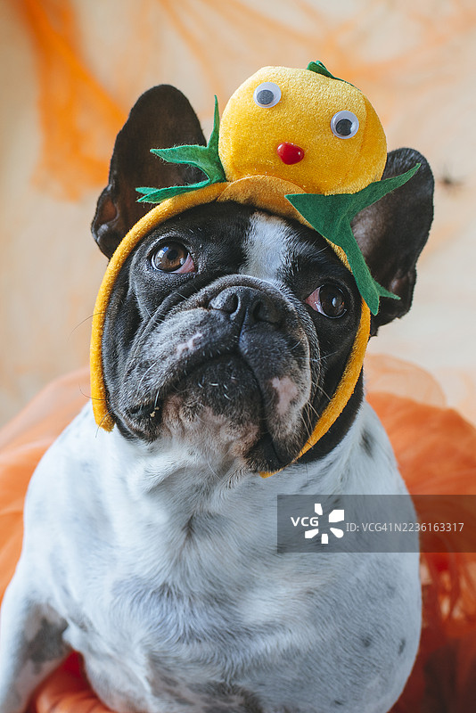 万圣节戴着南瓜王冠的狗肖像。图片素材