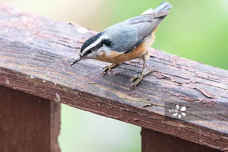 红胸鸲鹆鸟栖息在户外的木栅栏上特写镜头图片素材