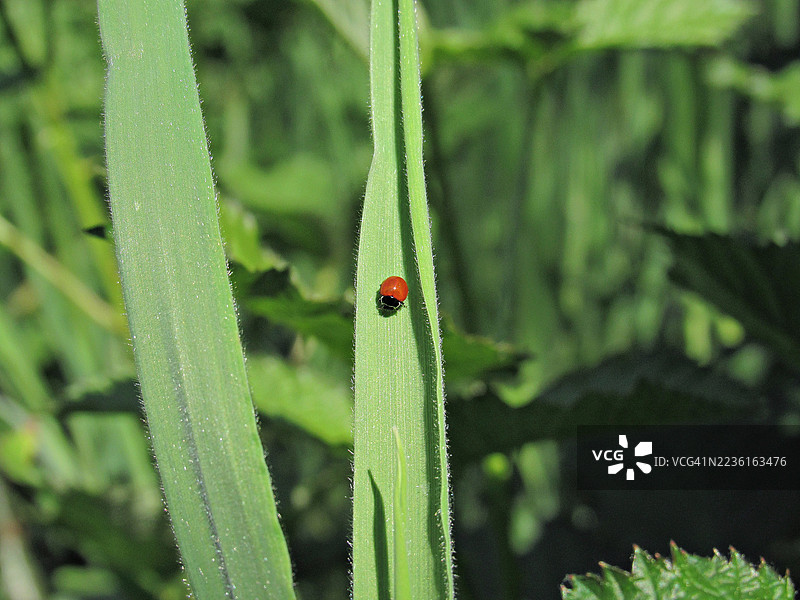 一只鲜艳的红色瓢虫栖息在自然中的一片绿色草叶上。图片素材