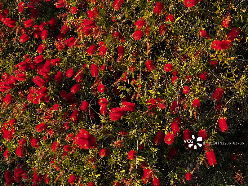 鲜艳的红色瓶刷花在自然环境中盛开图片素材