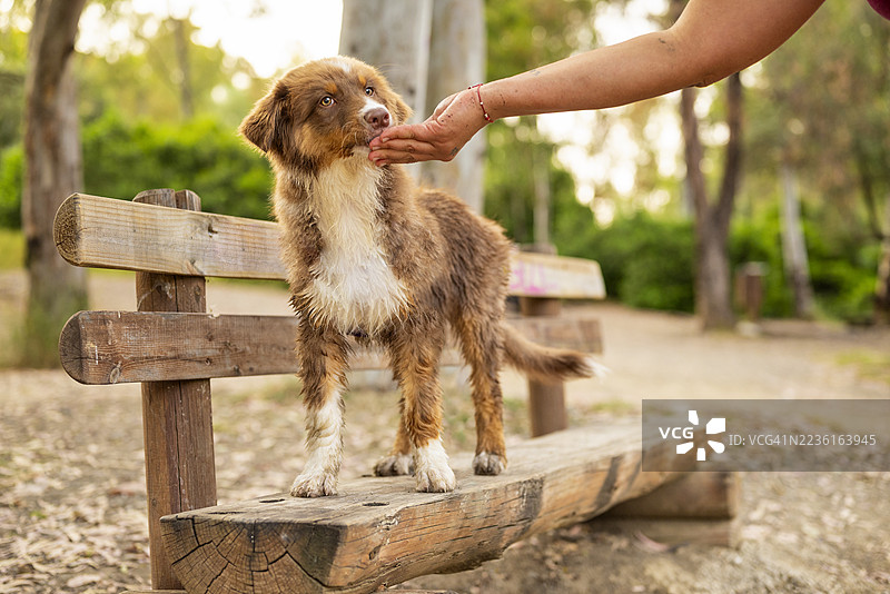 一只可爱的小狗在公园的木长椅上被人喂食零食，正值黄金时刻。图片素材