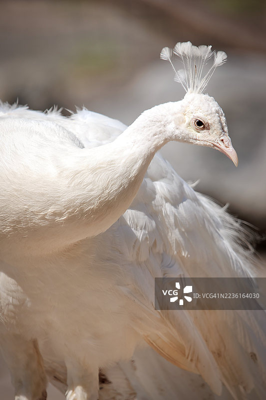 特写镜头下雄伟的白孔雀，其标志性的头冠羽毛在自然光下被捕捉图片素材