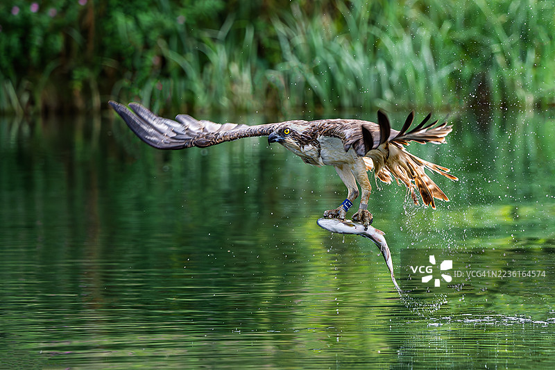 鱼鹰低飞在水面上，爪子里抓着一条新鲜捕获的鱼，激起水花。图片素材