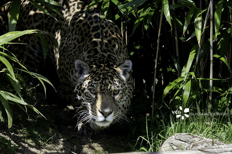 一只雄伟的豹子从茂密的森林树叶中走出，锐利的目光直视前方，展示着在斑驳阳光下闪耀的美丽斑点皮毛。图片素材