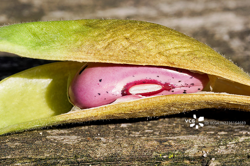 鲜艳的粉色跑豆种子紧紧依偎在绿色豆荚中，展现了大自然的精致细节和生长的希望。图片素材