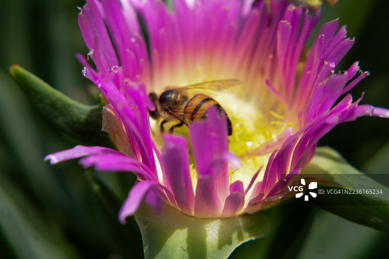 蜜蜂在鲜艳的紫色花朵上积极授粉的特写，突显自然过程的精细细节图片素材