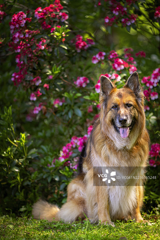一只威武的德国牧羊犬快乐地坐在郁郁葱葱的花园中，周围环绕着鲜艳的粉红色和红色花朵。图片素材