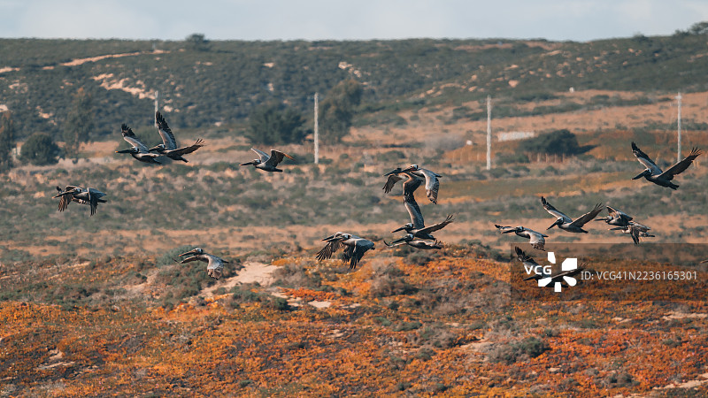 一群优雅飞翔的鹈鹕在晴朗的天空下掠过生机勃勃的野外景观图片素材