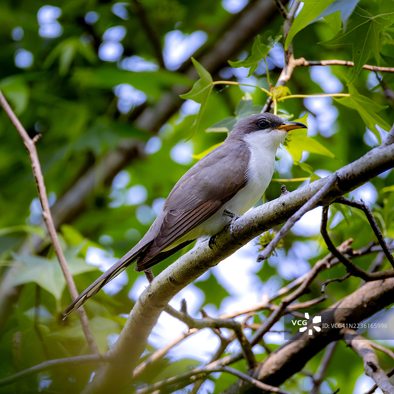 黄嘴杜鹃栖息在绿叶丛中的树枝上，低角度拍摄图片素材