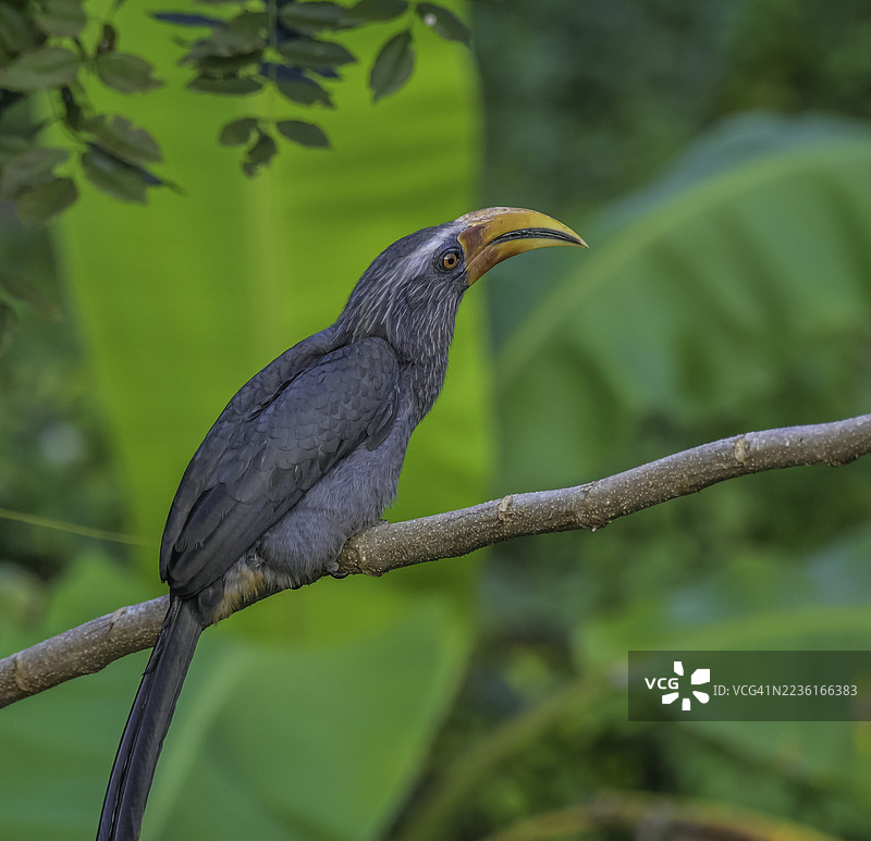 马拉巴尔灰犀鸟栖息在树枝上，背景是郁郁葱葱的绿叶。图片素材