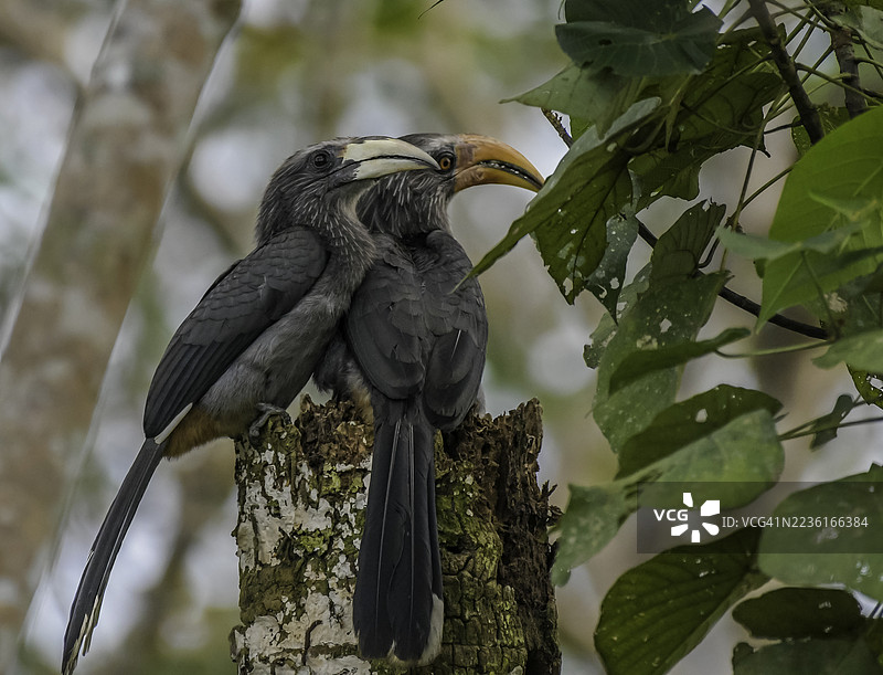 两只灰色犀鸟栖息在树干上，展示它们独特的喙和羽毛。图片素材