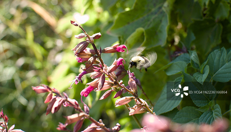 一只大黄蜂在阳光明媚的日子里，靠近花园中鲜艳的粉色花朵盘旋，特写镜头捕捉了这一瞬间。图片素材