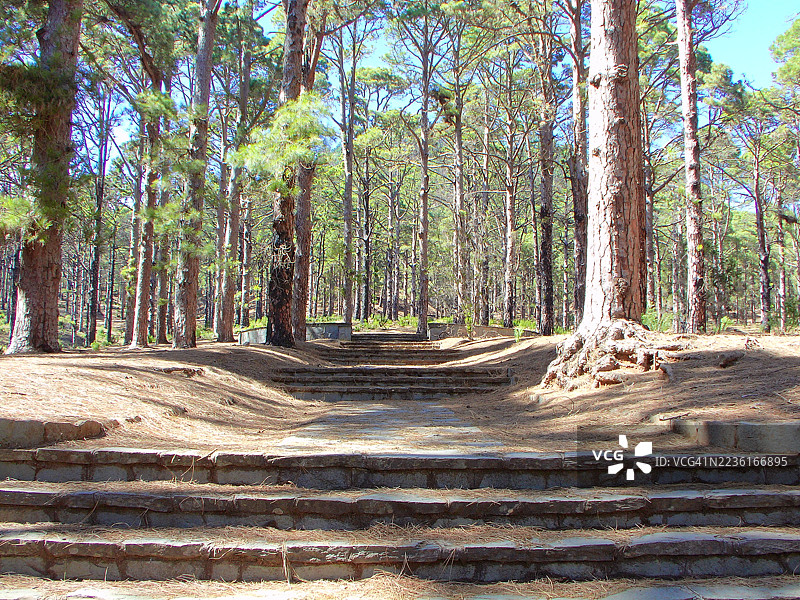 石阶小路穿过阳光斑驳的松树林，唤起宁静与自然的感觉，埃尔罗萨里奥，西班牙图片素材