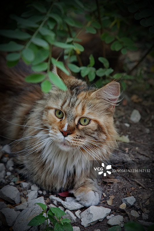 一只美丽的长毛猫，绿眼睛，静静地在户外的树叶和岩石间休息图片素材