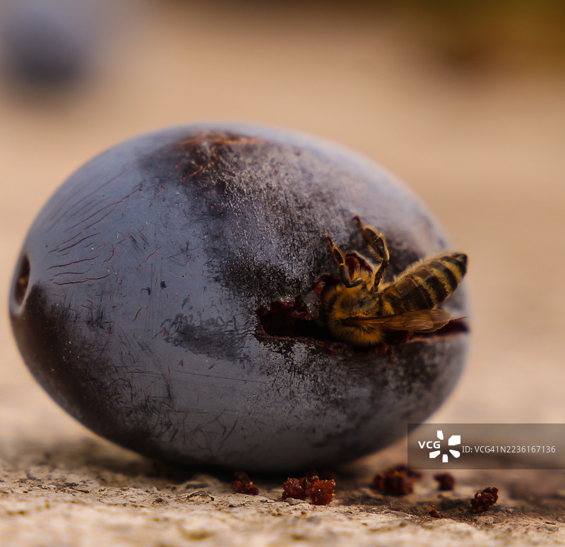蜜蜂在桌子上的成熟无花果上采蜜的特写，展示了大自然的精致细节图片素材