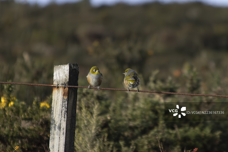两只小鸟，头部呈黄色，眼圈为白色，栖息在生锈的铁丝围栏上，背景为自然户外环境，一只面向前方，另一只则转过身去。图片素材