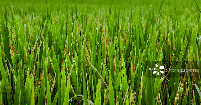 田野中生机勃勃的绿色作物特写，露珠点缀，展现自然生长的迹象和轻微的瑕疵。图片素材