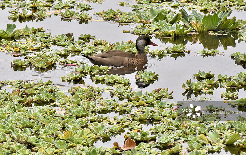 高角度视图，一只优雅地在宁静湖泊中游泳的鸭子，周围环绕着郁郁葱葱的水生植物。图片素材