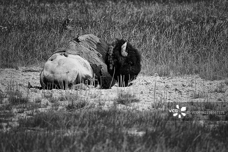 一头雄伟的美洲野牛在草地上休息，背景是一幅黑白图像。图片素材