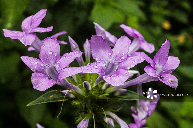 鲜艳紫色花朵的特写，点缀着新鲜的雨滴，突显自然的美丽与清新。图片素材